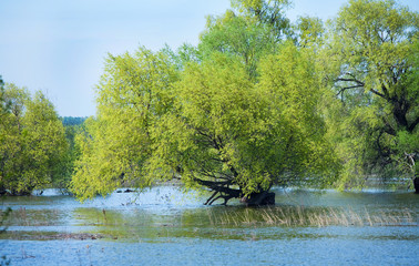 floods in the oak grove