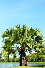 Fototapeta na wymiar Sugar palm