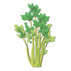 Obraz premium セロリ