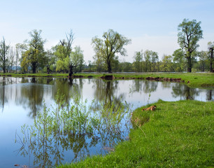 floods in the oak grove