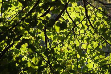 Fresh green leaves background