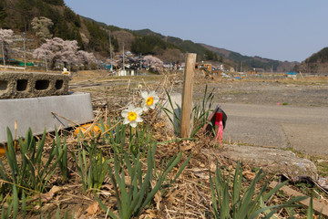 東日本大震災被災地（釜石市）の春