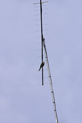 Bird on Antenia