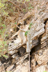 banian à flanc de falaise, racines apparentes