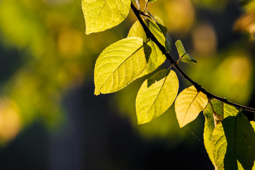 Fresh green leaves background