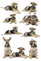 Fototapeta premium puppy looks