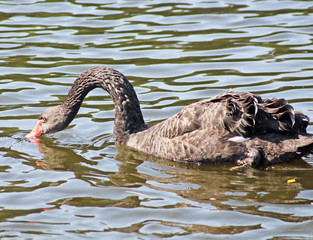 Black swan is drinking water