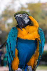 Parrot