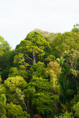 Rainforest canopy