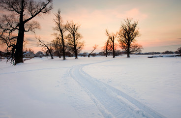 oaks in winter at sunset