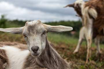 Cabras en el campo