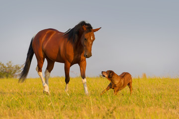 Beautiful american pinto mare trotting with dog