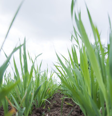 Obraz premium young wheat sprouts