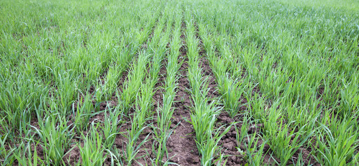 young wheat sprouts