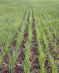 Obraz premium young wheat sprouts