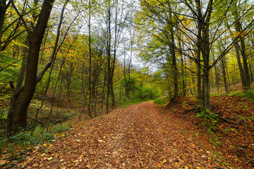 Obraz premium Autumn landscape