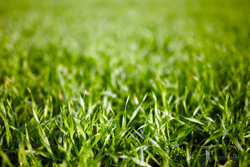 Closeup of grass