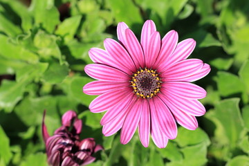 Obraz premium Chrysanthemum flower