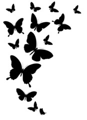 butterflies design