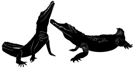 Fototapeta premium crocodile