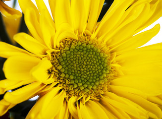 yellow chrysanthemum