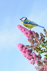 Fototapeta premium Frühling 304