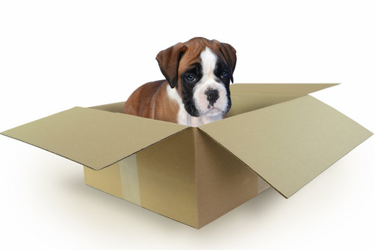 Boxer 361