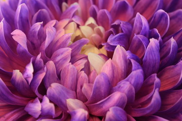 Fototapeta premium Chrysanthemum flower