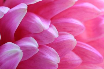Fototapeta na wymiar Chrysanthemum flower