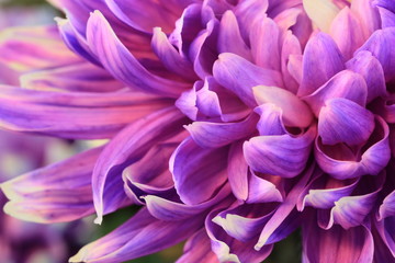 Fototapeta premium Chrysanthemum flower