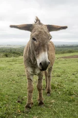 Tableaux ronds sur aluminium brossé Âne donkey with long ears