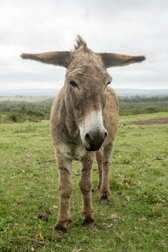 donkey with long ears