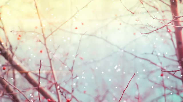 branches of crabapple and snowfall panning