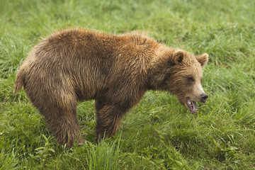 Fototapeta premium Young Brown Bear