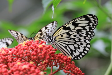 Large Tree Nymphs butterflies and flowers