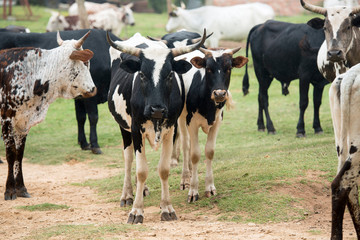 Nguni Cattle