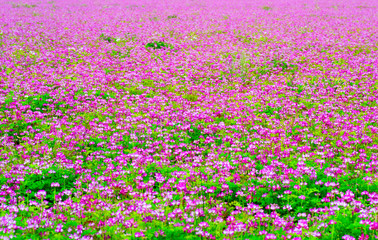 Obraz premium Field of chinese milk vetch, Astragalus sinicus