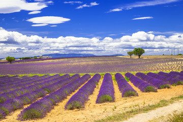 Naklejka na ściany i meble violet fields of blooming lavande in Provence, France