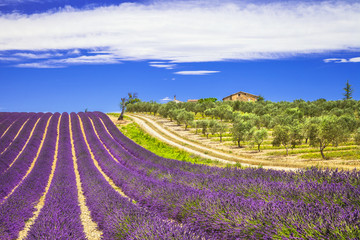 Fototapeta na wymiar lavender in Provence, France