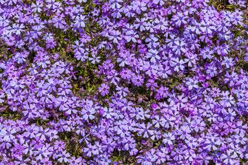 Obraz premium Purple moss phlox flowers and red of one side