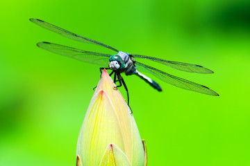 Orthetrum albistylum speciosum on the lotus bud