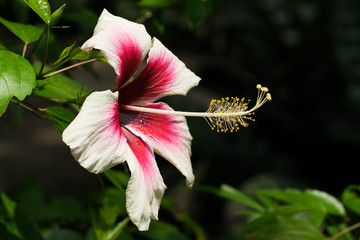 Tropical red and white bright flower hibiscus