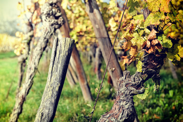 Autumn vineyard after harvest