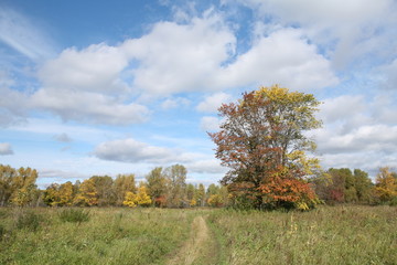 Indian summer in the meadows