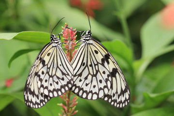 Naklejka premium Large Tree Nymphs butterflies mating