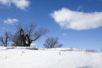 winter sunny landscape