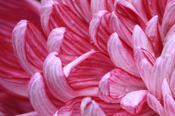 Chrysanthemum flower