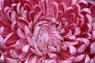 Chrysanthemum flower