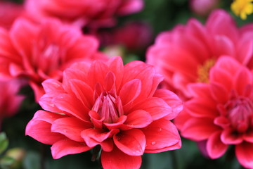 Dahlia flowers