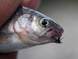 Travel to Eastern Sayan mountains